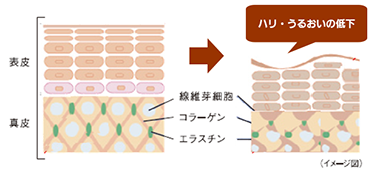 ハリ・うるおいの低下